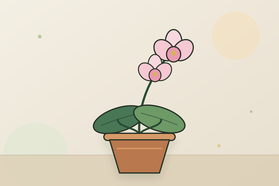 Phalaenopsis Orchid houseplant